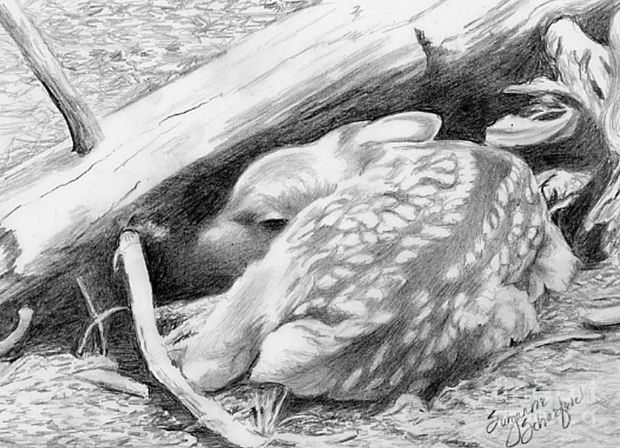 Hiding in Plain Sight - White Tail Deer Fawn Drawing by Suzanne Schaefer