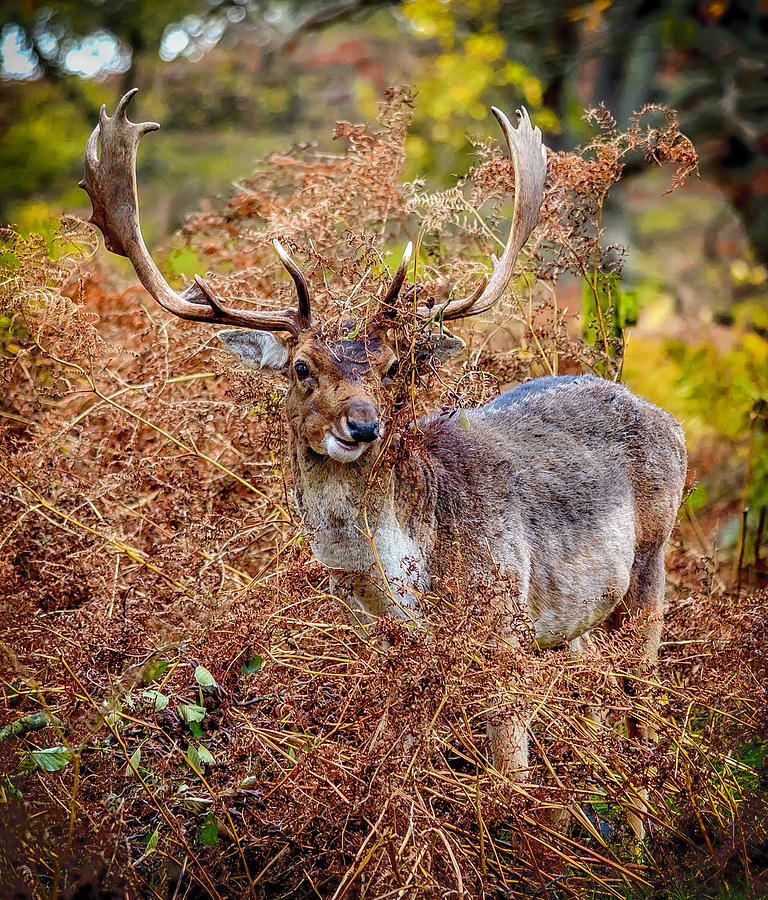 Hiding in the Bracken Photograph by Nick Bywater