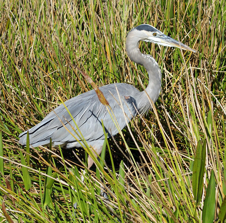 Hiding in the brush Photograph by American Image Bednar - Pixels