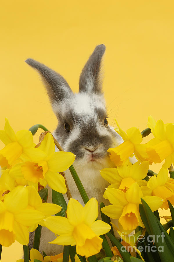 Hiding in the Daffodils Photograph by Warren Photographic