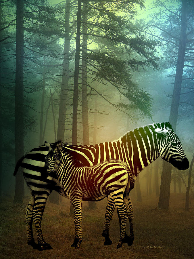 Zebra Photograph - Hiding in the Fog by Ericamaxine Price