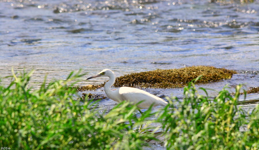 Heron Photograph - Hiding In The Grass by Lisa Wooten