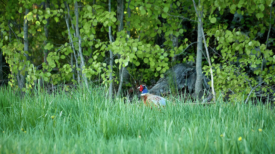 Hiding in the grass. Pheasant Photograph by Jouko Lehto