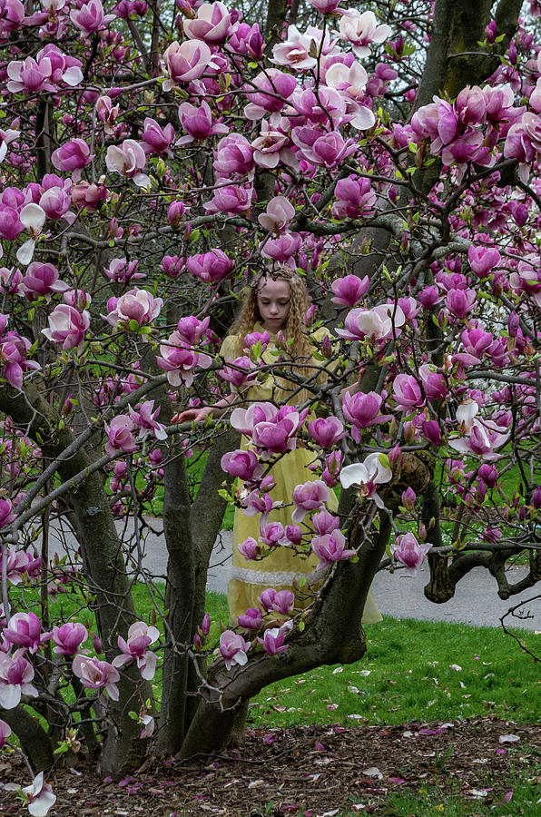 Hiding in the Magnolias  Photograph by Mary Courtney