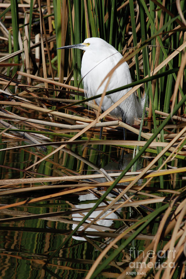 Hiding In The Reeds Photograph by Deborah Benoit