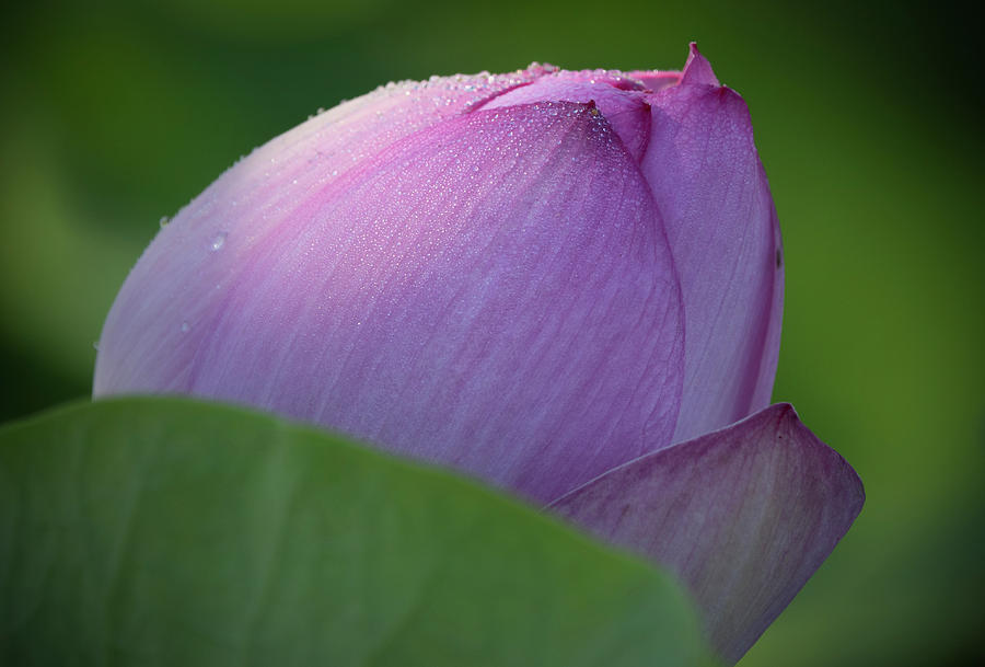 Hiding Lotus Photograph by Jack Nevitt