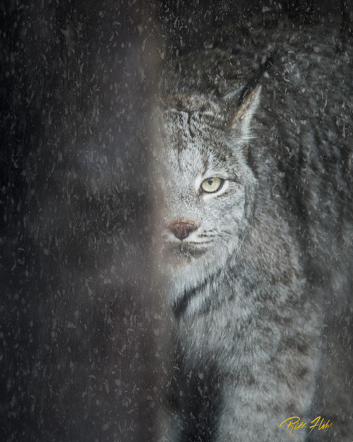 Hiding Lynx Photograph by Rikk Flohr