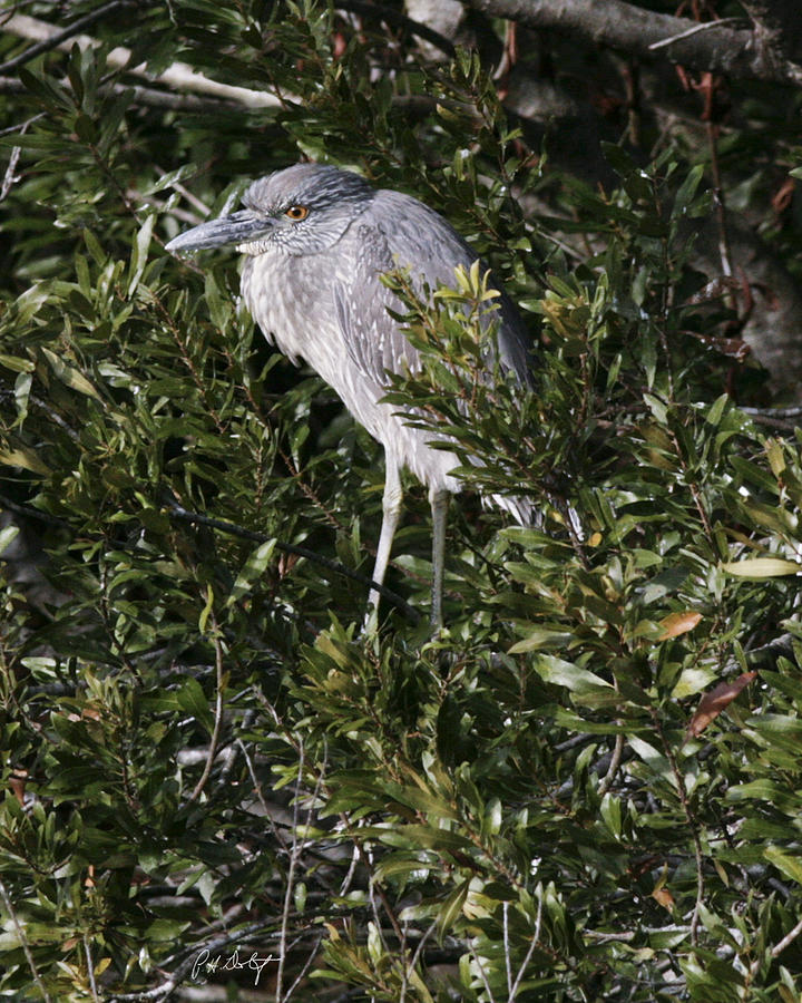 Bird Photograph - Hiding by Phill Doherty Bird Photograph - Hiding by Phill Doherty