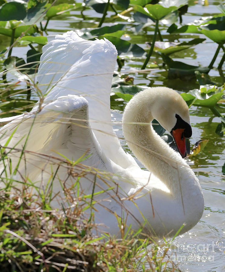 Hiding Swan Photograph by Carol Groenen