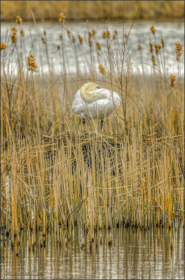 Swan Photograph - Hiding Swan on Nest by LeeAnn McLaneGoetz McLaneGoetzStudioLLCcom