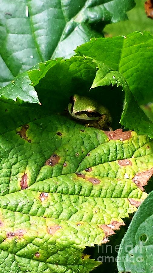 Hiding Tree Frog Digital Art