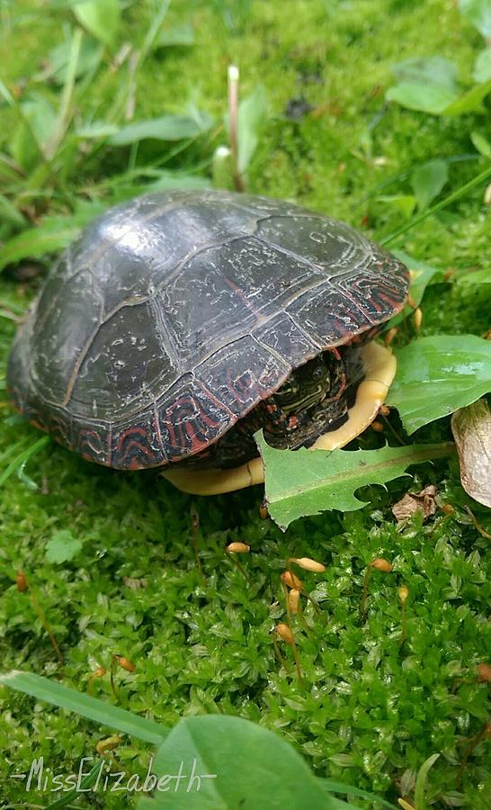 Hiding Turtle Photograph by Miss Elizabeth Photography - Fine Art America