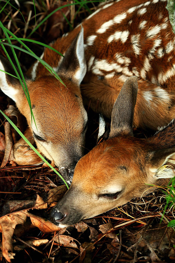 Hiding Twin Whitetail Fawns Photograph by Michael Dougherty