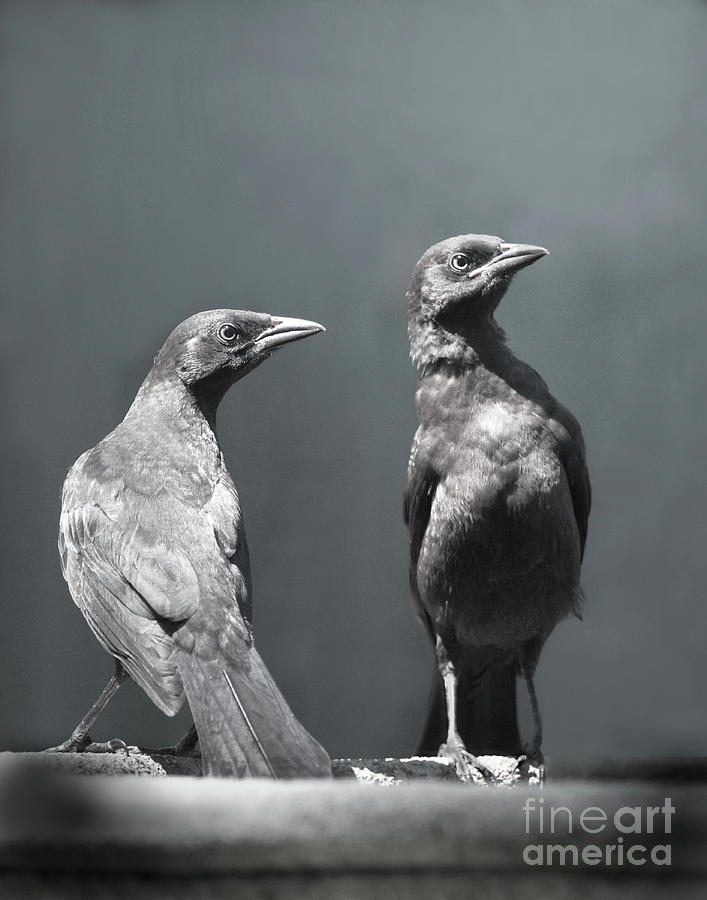 Bird Photograph - High Alert by Jan Piller