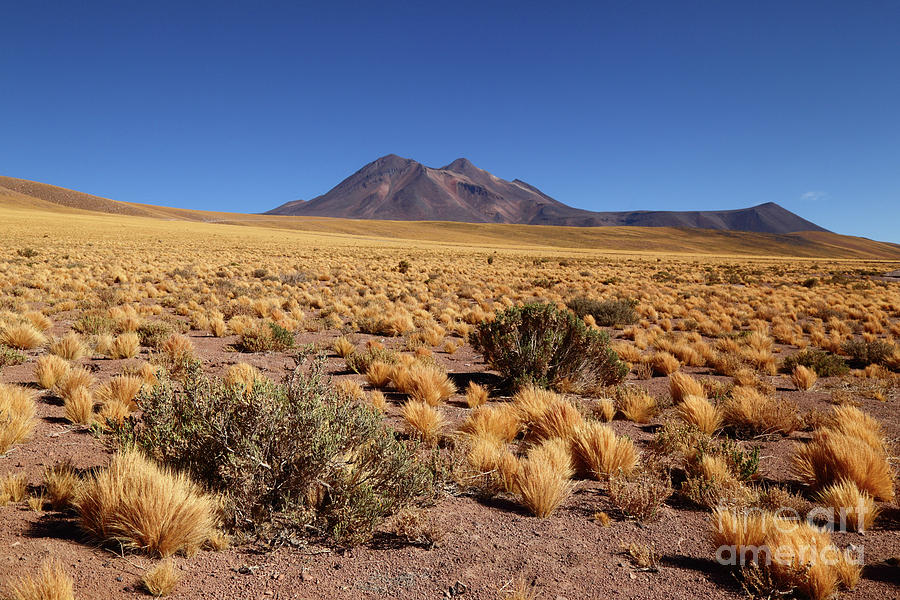 High Altitude Puna Grasslands and Miniques Volcano Chile Photograph by ...