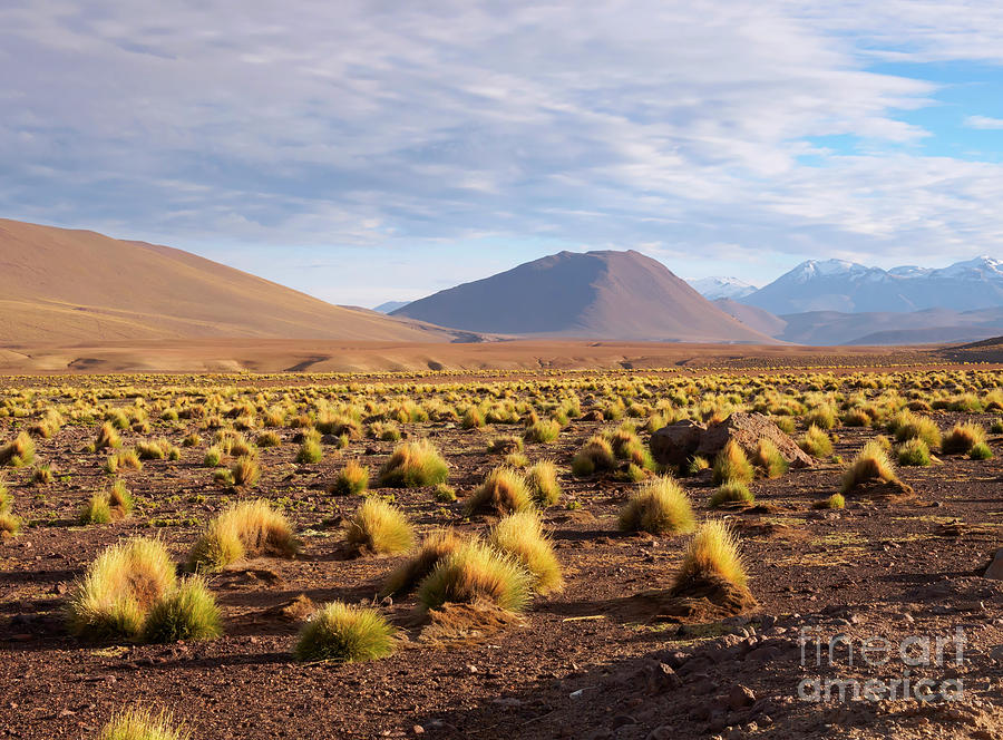 High altitude vegetation and foothills of the Andes Mountains Photograph by Louise Heusinkveld