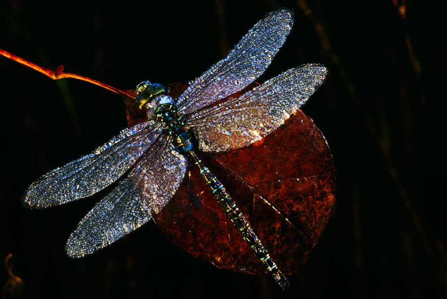 High Angle View Of Blue Darner Photograph by Panoramic Images