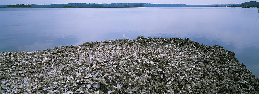 Shell Photograph - High Angle View Of Oyster Shells by Panoramic Images
