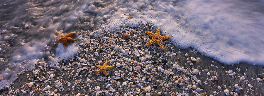 Beach Photograph - High Angle View Of Three Starfish by Panoramic Images