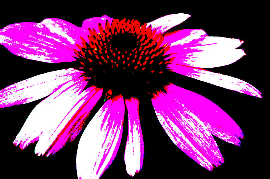 High Contrast Flower Photograph by David Weeks