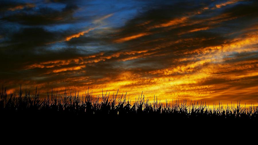 High Corn Sunset Photograph by Eric Tressler