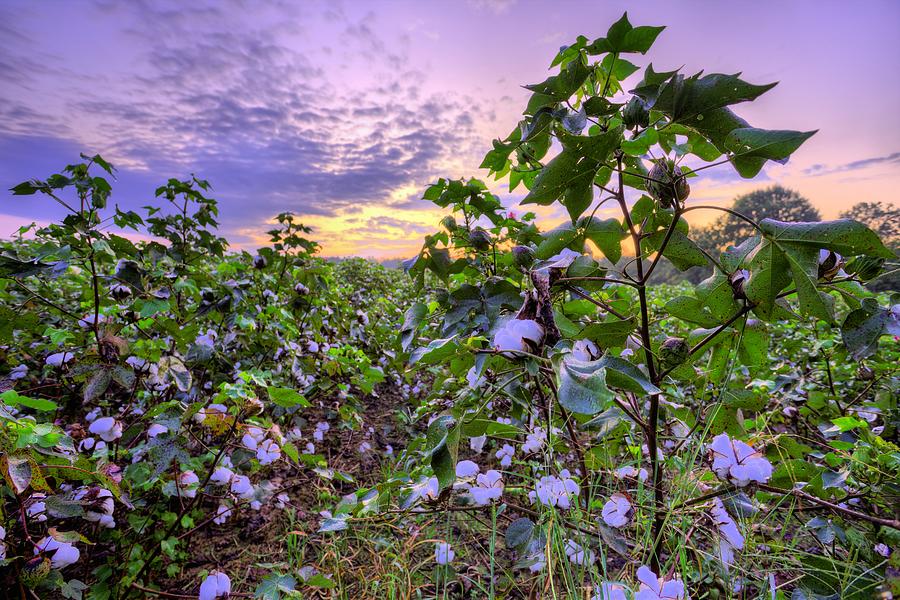 Cotton Photograph - High Cotton Sunrise by JC Findley Cotton Photograph - High Cotton Sunrise by JC Findley