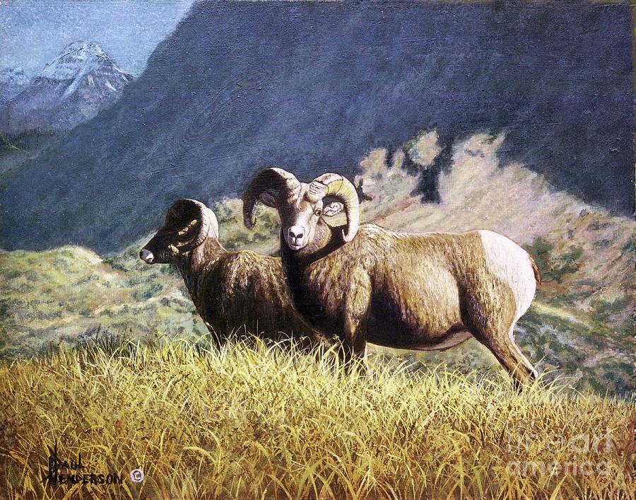 High Country-bighorn Sheep Painting