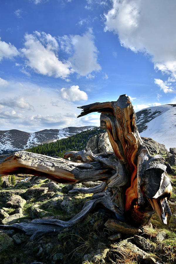 High Country Bristlecone Photograph by Ray Mathis
