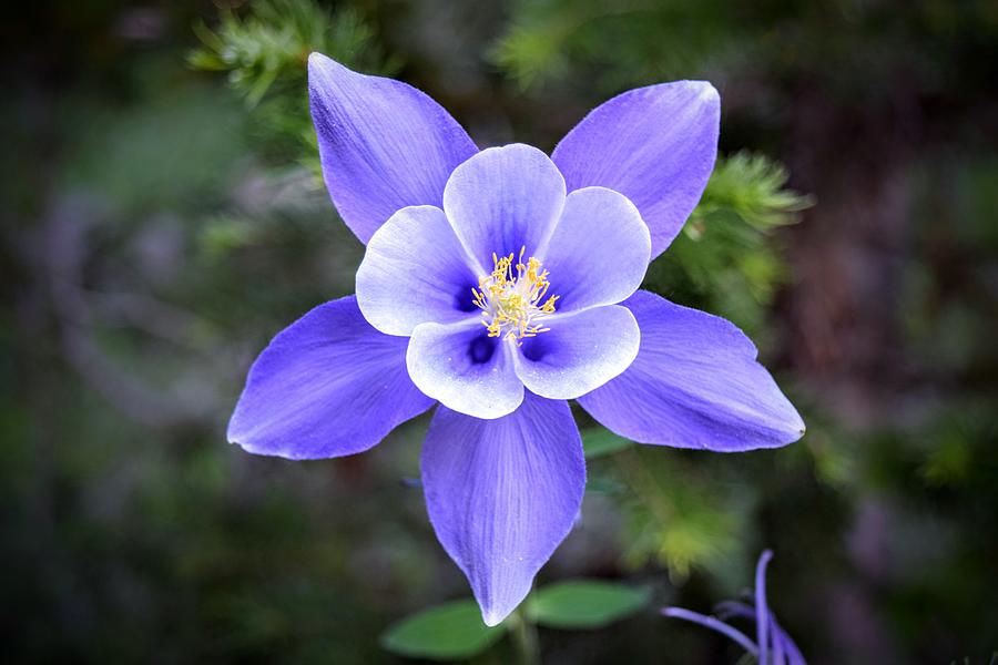 High Country Columbine Photograph by Michael Brungardt