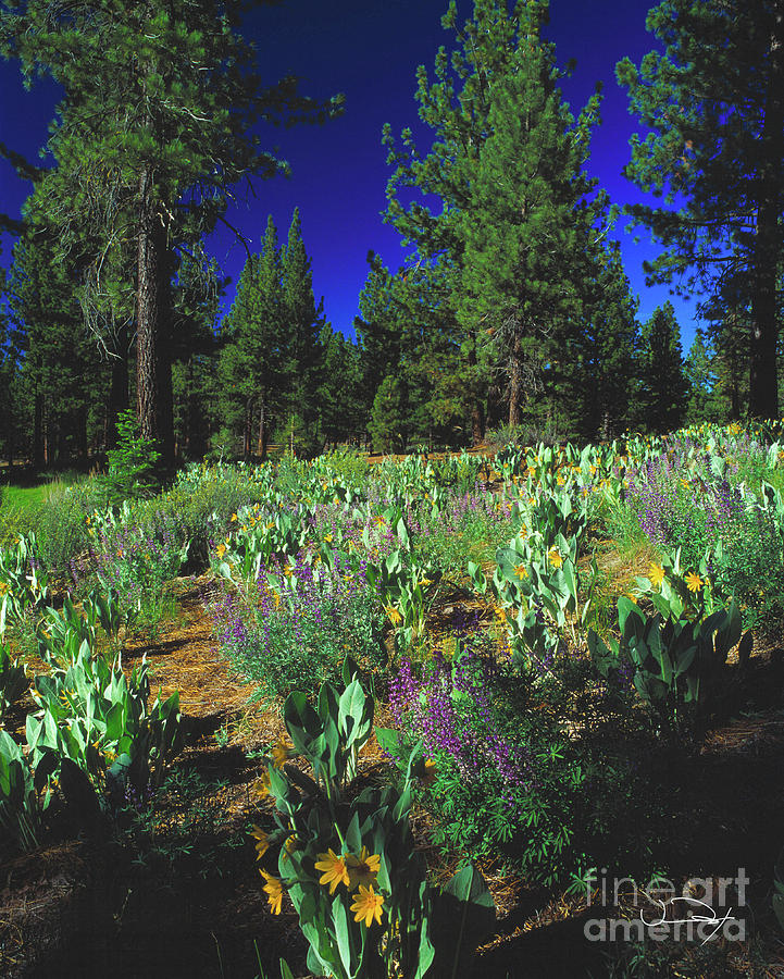 High Country Flowers Photograph by Vance Fox Fine Art America