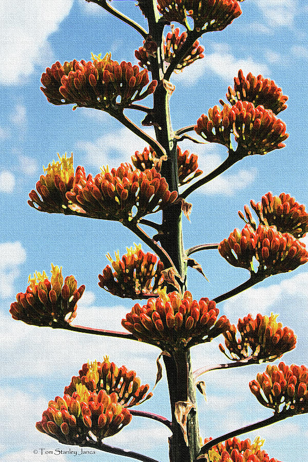 High Country Red Bud Agave Photograph by Tom Janca