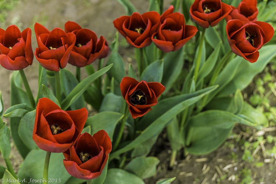 High Definition Tulips Photograph by Mark Joseph