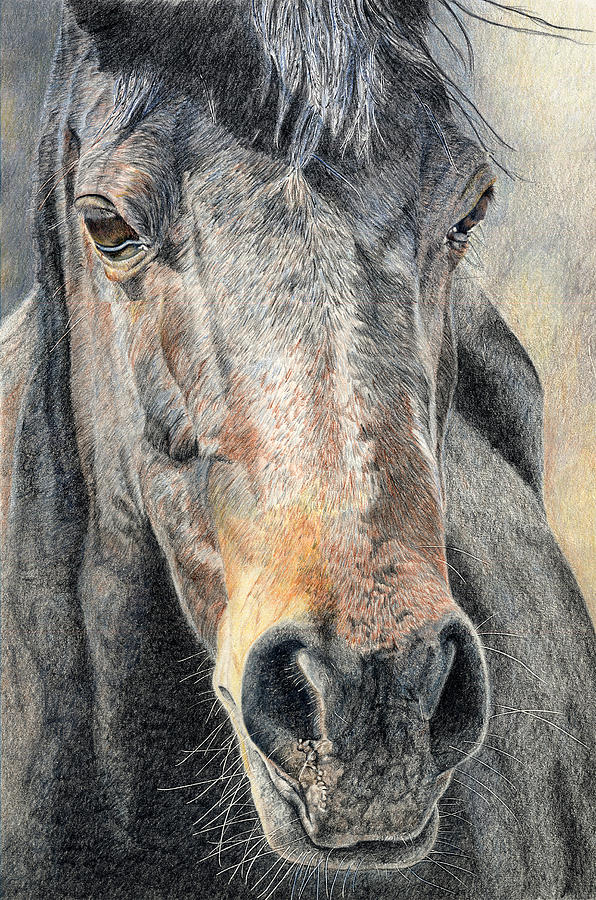 Horse Drawing - High Desert  by Joanne Stevens