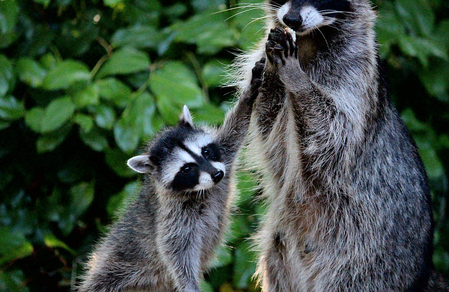 High Five Mom Photograph by Kym Backland