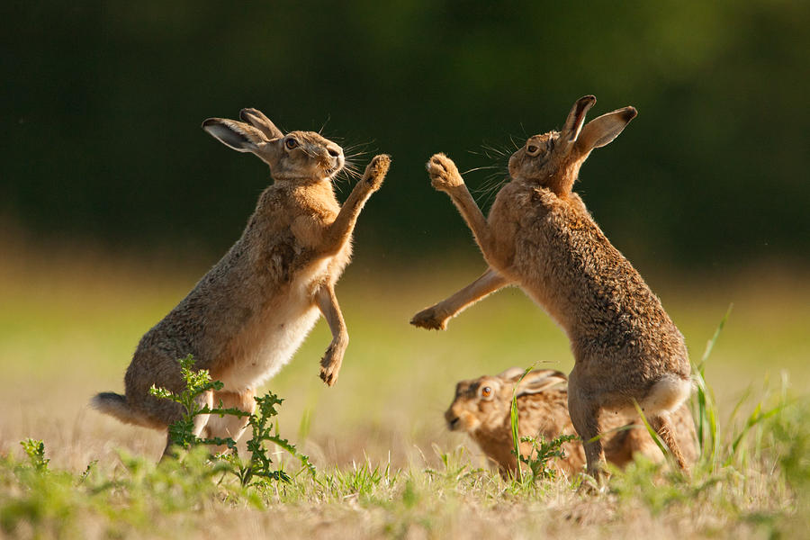 High Five by Simon Litten High Five by Simon Litten