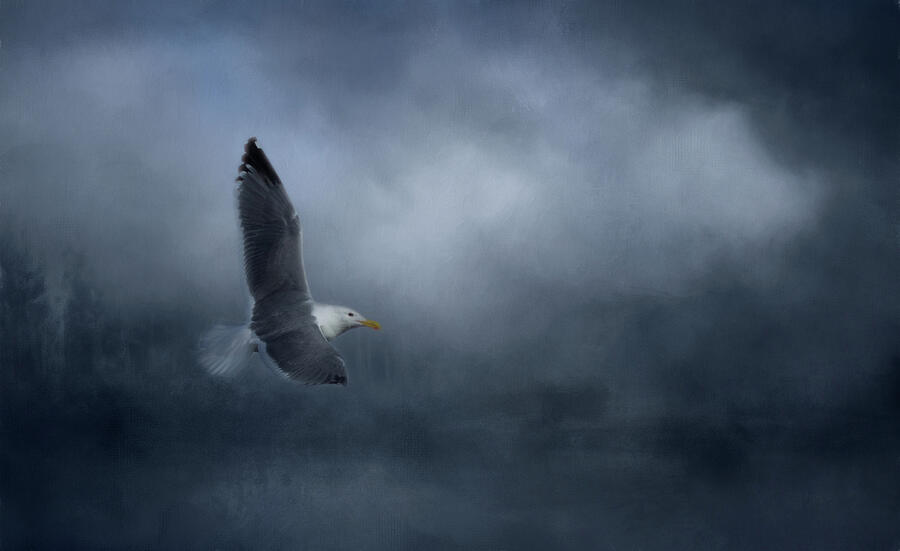 High Flying Gull Photograph by Marilyn Wilson