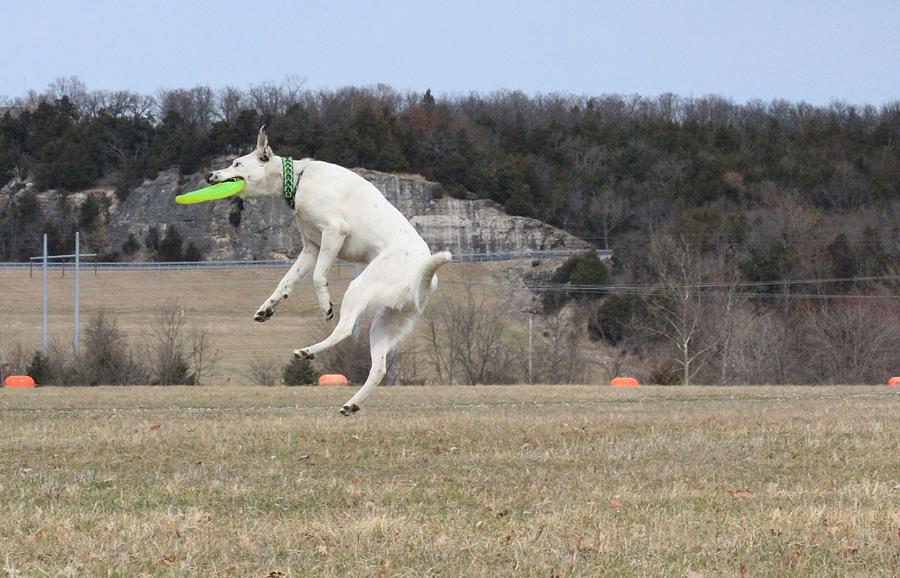 High Flying Max Photograph by Patricia Olson