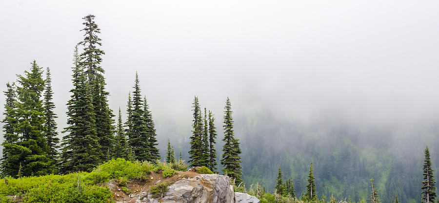 High Forest on Mt. Rainier Photograph by Lynn Hansen