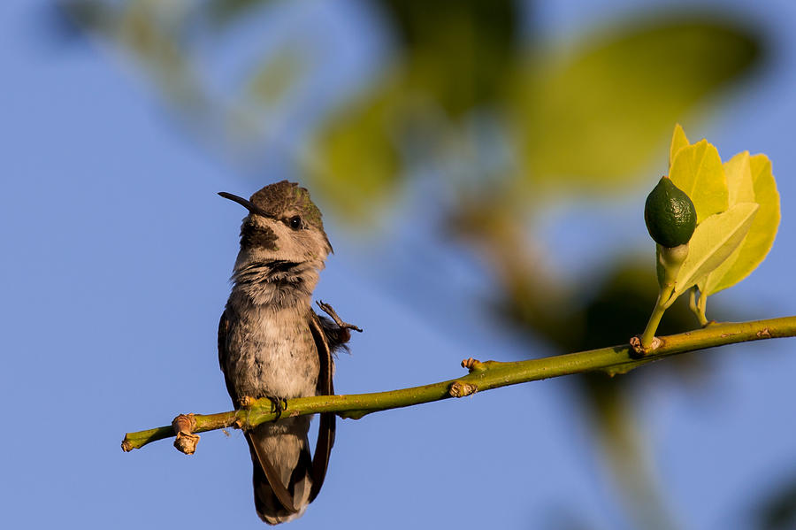 Hummingbird Photograph - High Four by John Daly