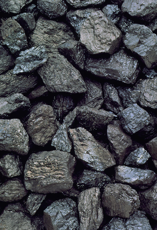 Anthracite Photograph - High-grade, Low-sulphur Coal From British Columbia by Kaj R. Svensson