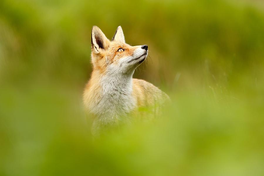Mammal Photograph - High Hopes - Red Fox Looking Up by Roeselien Raimond