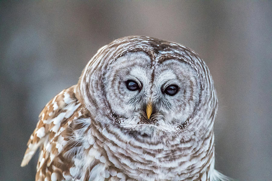 High ISO Barred Owl Photograph by Paul Freidlund