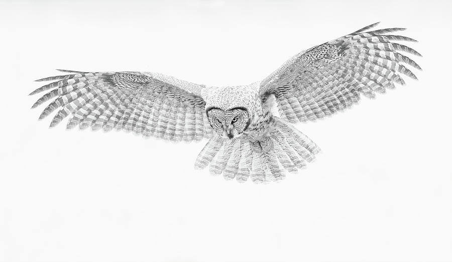 High Key Great Gray Owl Photograph by Max Waugh