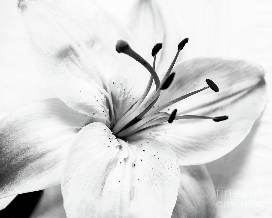 High Key Lilly Black and White Nature / Floral / Botanical Photograph Photograph by PIPA Fine Art - Simply Solid