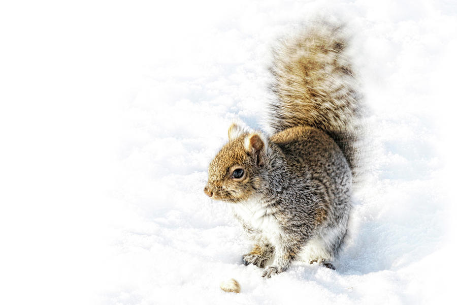 High Key Squirrel Photograph by Tatiana Travelways