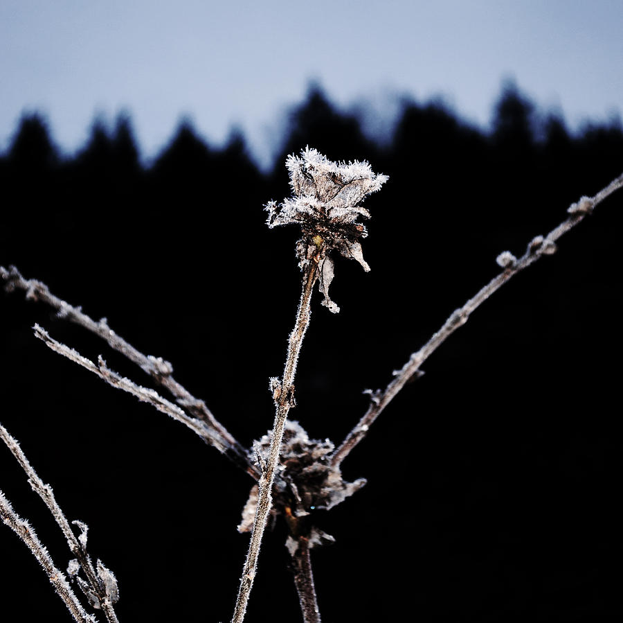 Winter Photograph - High Key Willow Rose by Cathy Mahnke