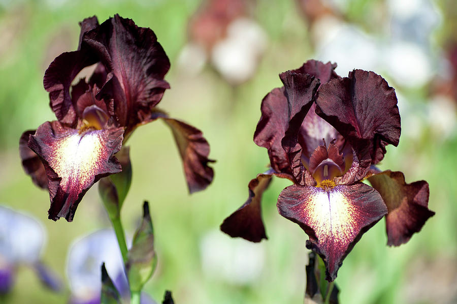 High Life. The Beauty of Irises Photograph by Jenny Rainbow