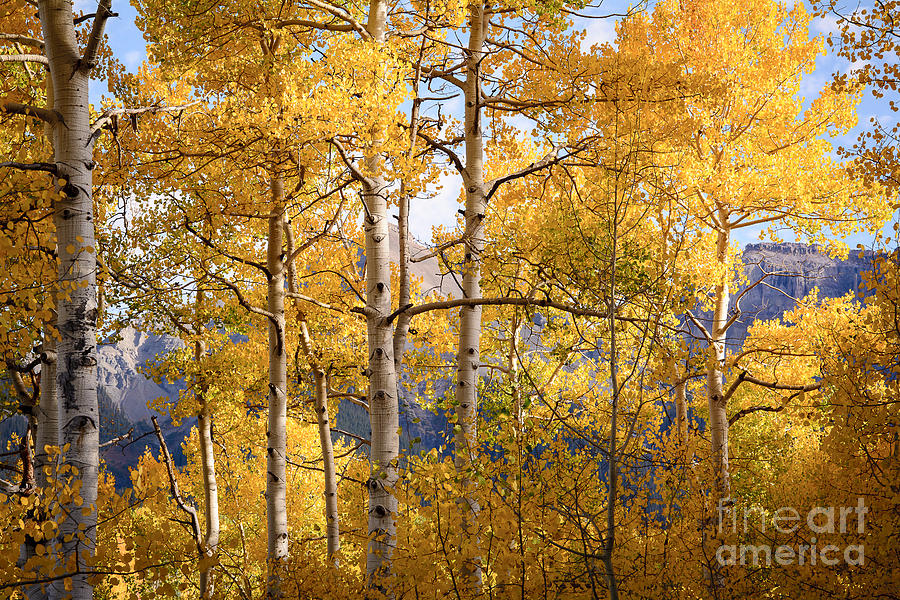 Fall Photograph - High Mountain Aspens by The Forests Edge Photography - Diane Sandoval