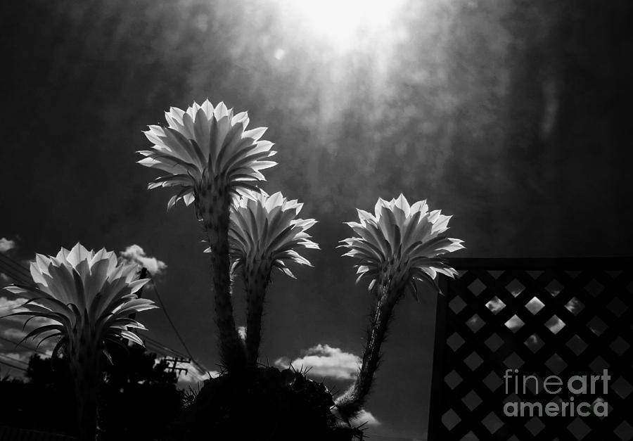 High Noon Cactus Flowers Photograph by John King I I I