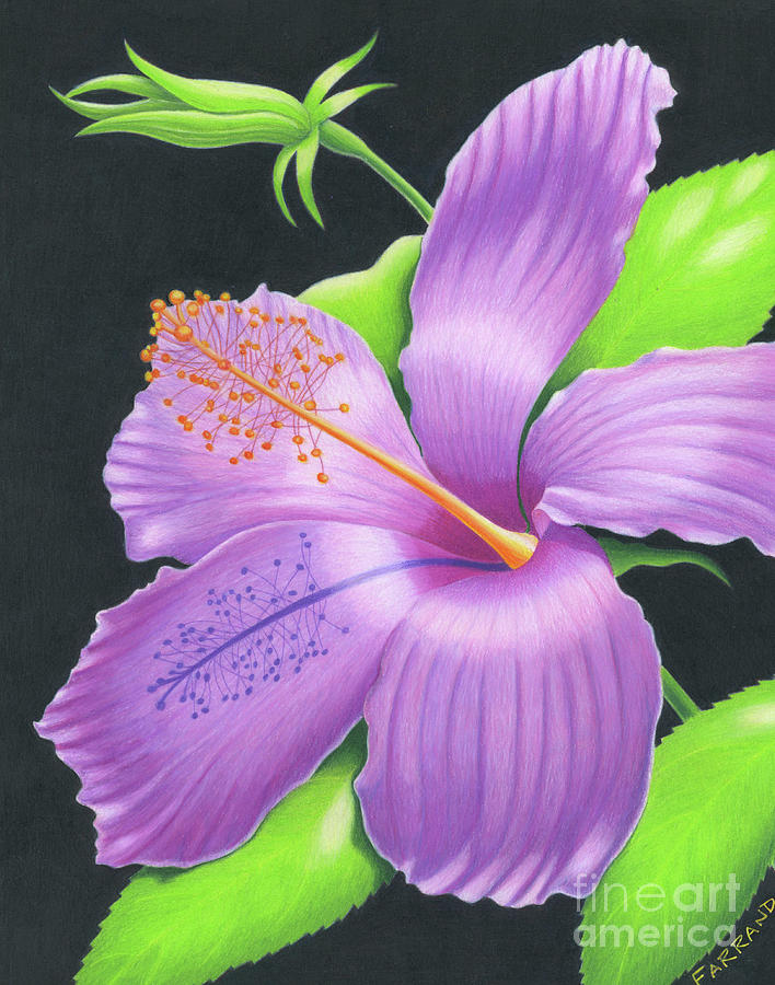 Flowers Still Life Painting - High Noon Hibiscus by Tracy Farrand